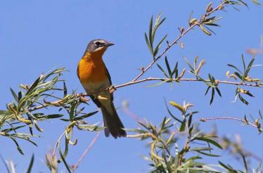 Bird Watching Tour in the Bay Area with a Birding Guide and Certified Wildlife Biologist: Novato, California