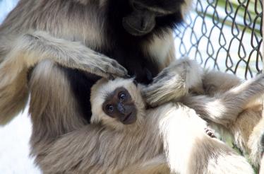 Primate Caregiver for a Day: Santa Clarita, California
