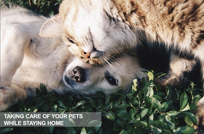 Show some love to your furry friends: In Miami, Florida