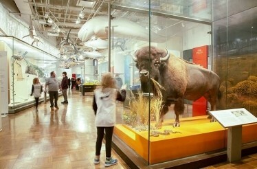 Visitors admiring wild animal models exhibited at ROM.