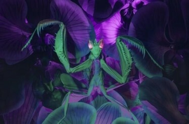 An enormous orchid mantis takes pride of place in the Bug Lab exhibition.