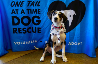 Urban Hike Along Chicago’s Beautiful 606 Trail with Rescue Dogs : Chicago, Illinois