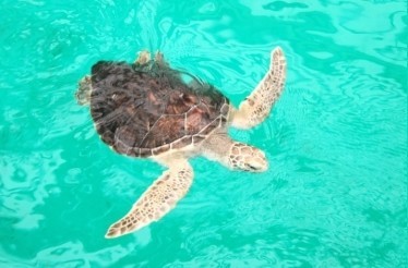 Huatulco Ecotour: Santa María Huatulco, Mexico