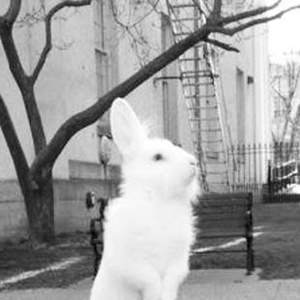 Responsive image 124 Rabbit Club
