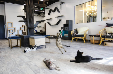 Private Cat Cafe Date Night Experience: Los Angeles, California
