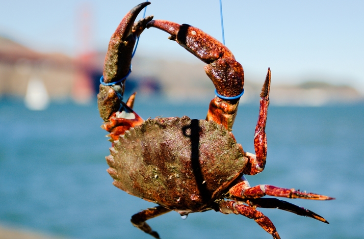 Crabbing and Crab Boil with an Experienced Fisherman off Torpedo Wharf in SF: In San Francisco, California (1)
