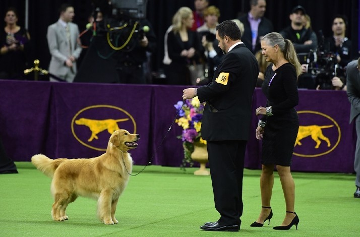 2 Tickets to The Westminster Kennel Club 2020 Dog Show + 3 Nights in NYC &amp; Flights for 2: In New York, New York (1)