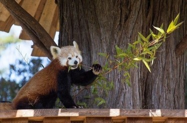 Meet a Red Panda in a Zookeeper-Led Tour: San Francisco, California