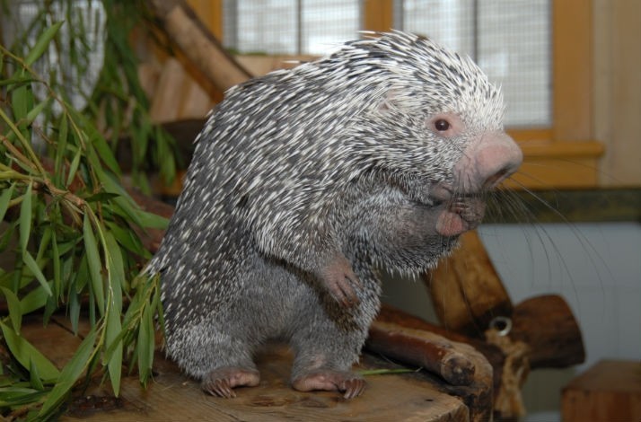 Pet a Hedgehog and Other Animal Ambassadors Inside the Koret Animal Resource Center: In San Francisco, California (1)