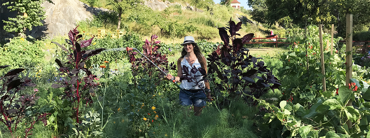 From scraps to salads: Creating an urban garden using discarded veggies: In Stockholm, Sweden