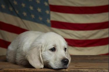 Fine Art Dog Portraits: San Francisco, California