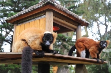 Wander Among Lemurs in Their State-of-the-Art Forest Habitat: San Francisco, California