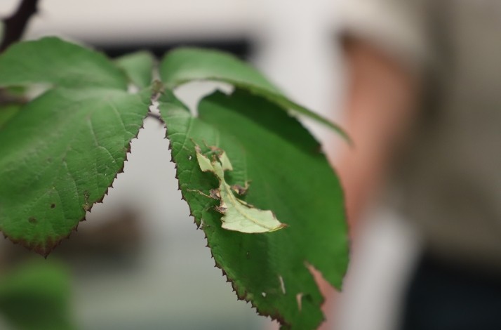 A Bug's Life: Behind the Scenes of the Insect Habitat with the Zoo's Insect Curator: In San Francisco, California (1)