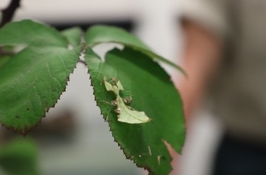 A Bug's Life: Behind the Scenes of the Insect Habitat with the Zoo's Insect Curator: San Francisco, California