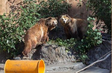 Ultimate Insider Experience at the SF Zoo: Your Choice of Three Animal Close Encounters: San Francisco, California