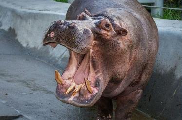 Private Behind-the-Scenes Experience at the SF Zoo Animal Hospital: San Francisco, California