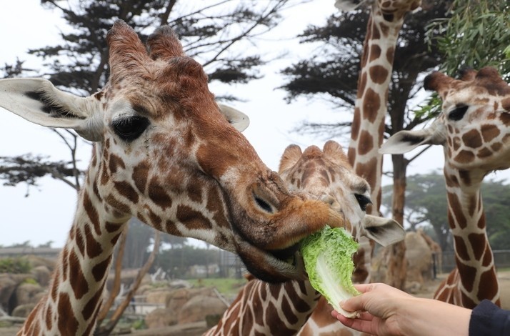 Ultimate Insider Experience at the SF Zoo: Your Choice of Three Animal Close Encounters: In San Francisco, California (1)