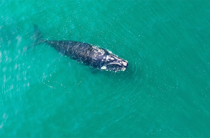 Witness a gray whale migration during a private safari from La Paz