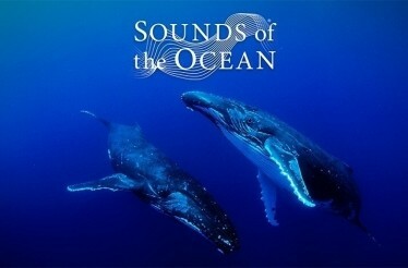 The promotional banner of the Sounds of the Ocean.