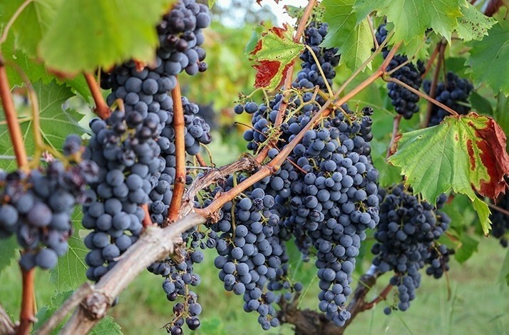 Lush grape clusters maturing on the vine, ready to create a bold and flavorful vintage