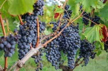 Take a private tour of Piggs Peake Winery with its founder and winemaker: In Pokolbin, Australia