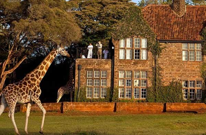 Giraffes at the Giraffe Centre.