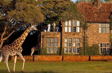 Giraffes at the Giraffe Centre.
