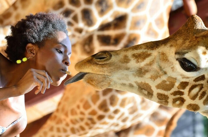 A lady feeding a giraffe from her mouth.