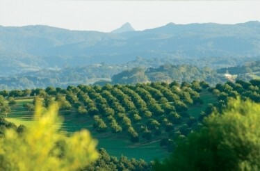Aerial picture of a coffee plantation on a hot sunny day in Australia