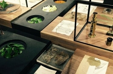 Close-up of plants used to create perfume at Xinú.