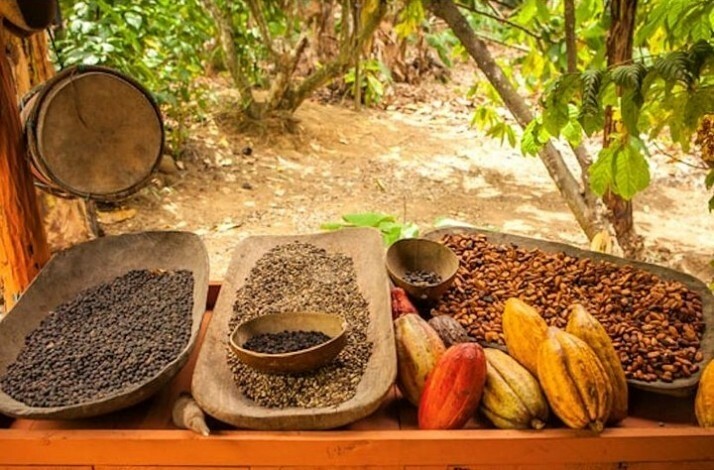 An assortment of coffee beans, cocoa beans and cocoa pods displayed in wooden trays in an outdoor setting