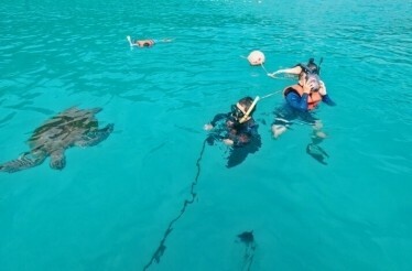 People doing snorkel with sea turtles