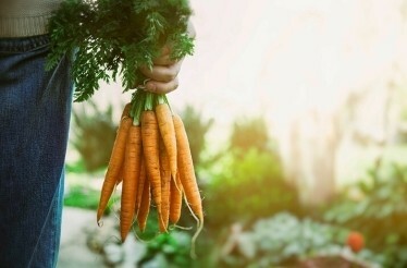A person is holding the carrots at the Chasing Butterflies.