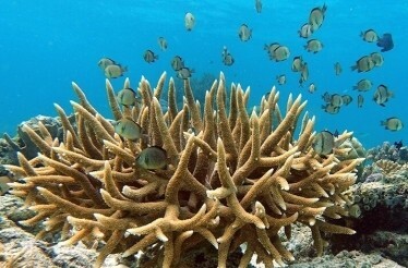 Close photo of a coral reef  of the Caribbean Sea