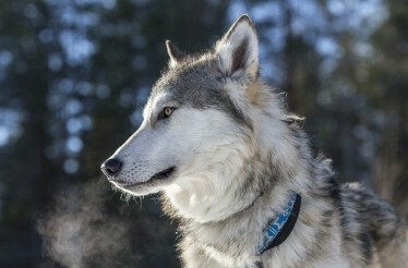 A wolf stands in the snow at Ranua, Lapland.