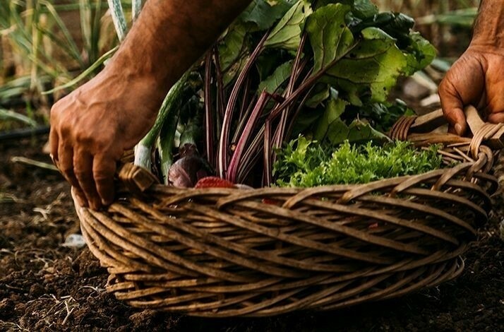 Hands holding a basket filled with fresh vegetables.
