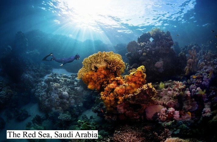 Amazing views of the marine world of The Red Sea.