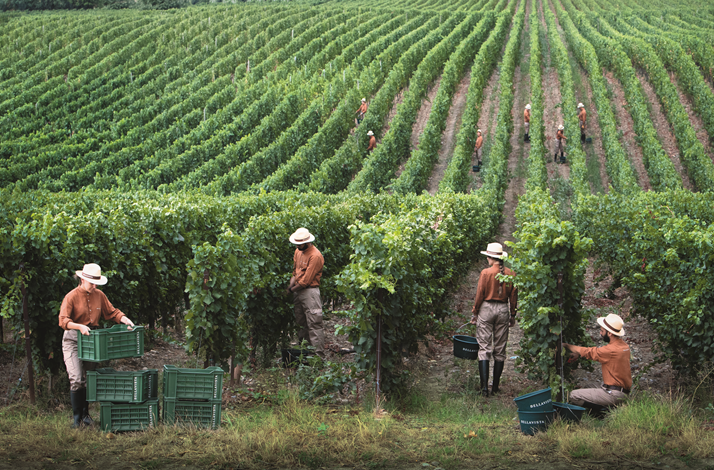 A diverse group of people harvesting grapes in a lush vineyard under clear blue skies.