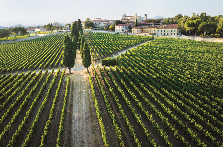 Bird’s-eye view at Franciacorta winery vineyards and premises.