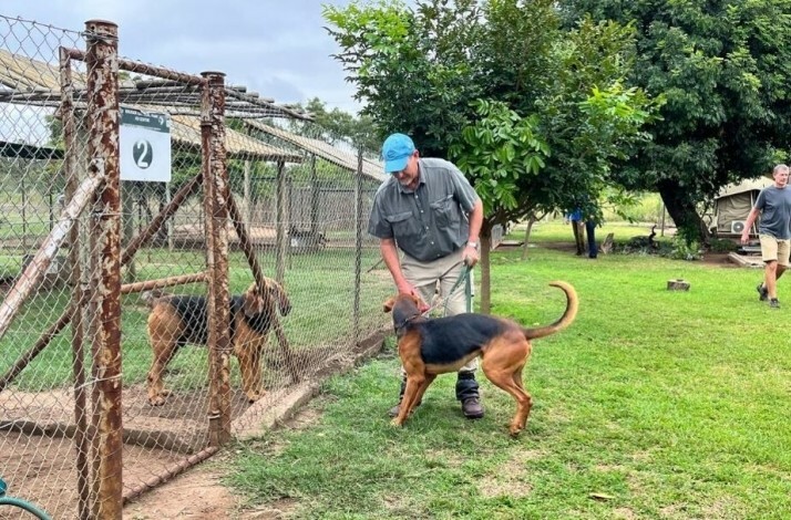 A man is interacting with dogs in and out of a big wired fence cage in a grassy area at Kruger National Park