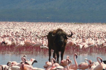 Flamingos and buffalo in the Lake Nakuru National Park.