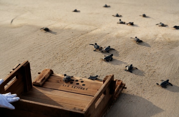 Baby turtles being released on a beach at Six Senses Con Dao, Vietnam.
