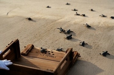 Baby turtles being released on a beach at Six Senses Con Dao, Vietnam.