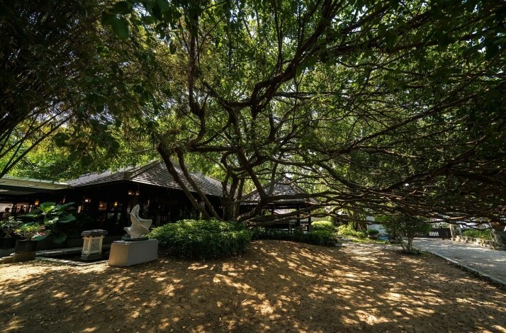 A serene garden scene with sprawling tree branches shading a rustic house and sculpture