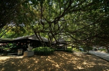 A serene garden scene with sprawling tree branches shading a rustic house and sculpture