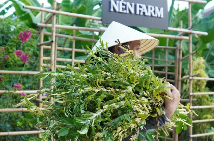 Fresh greens collected at Nén Danang farm