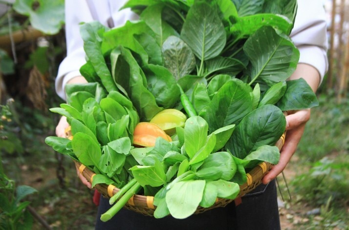 A close shot of freshly collected greens on the Nén Danang restaurant and farm