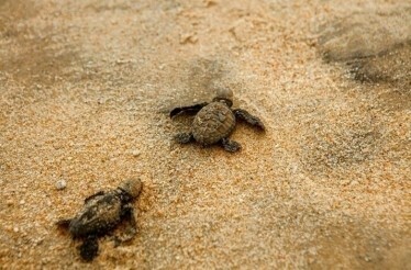Close-up shot of baby turtles on the beach, moving towards the Pacific Ocean.