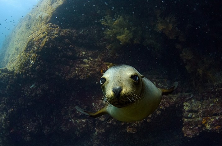Discover a protected island sea lion sanctuary on a private boat