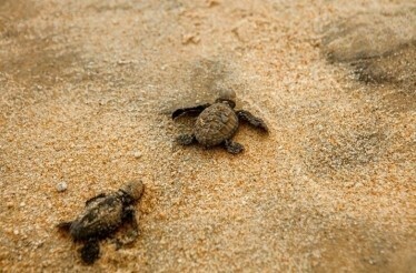 Close-up shot of baby turtles on the beach, moving towards the Pacific Ocean.